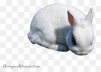White Rabbit Png Clipart - Portable Network Graphics,White Rabbit Png