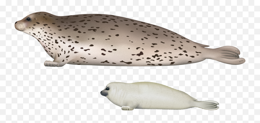 Harbor Seal Png - Spotted Seal Png,Seal Png