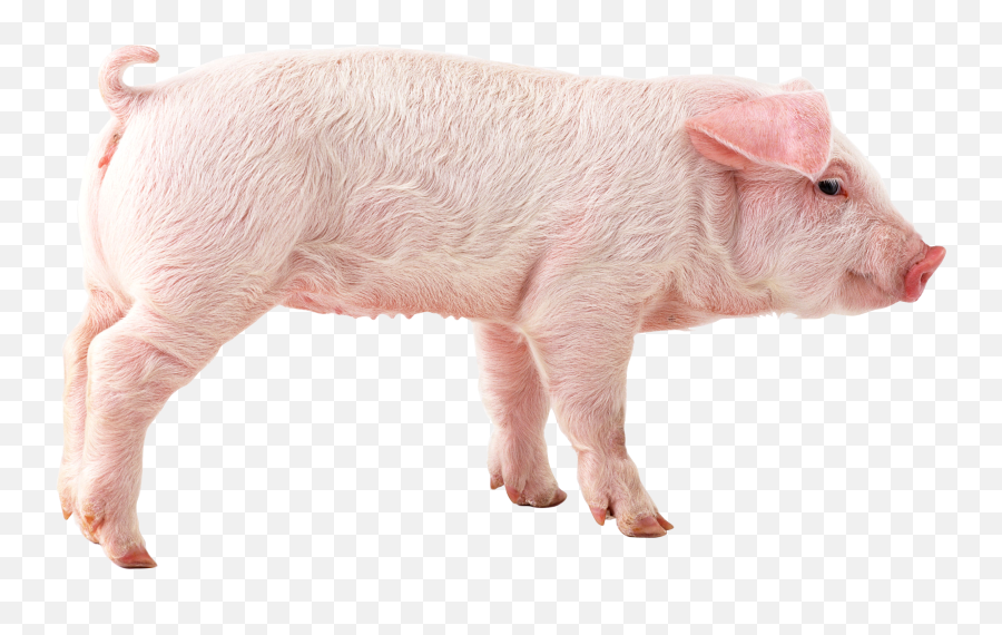 Image Result For Pigs - Pig Png Transparent,Pig Png