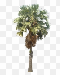 Pin By Usman Tariq - Tree Png