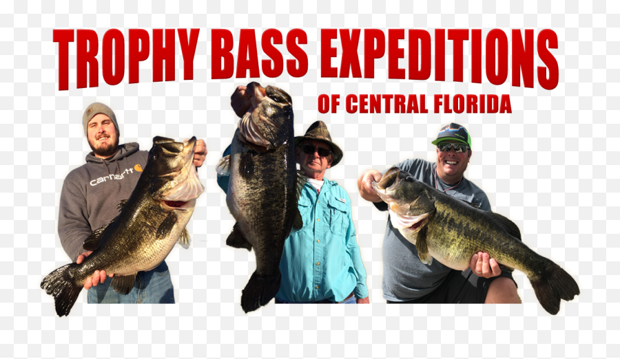 Gainesville Florida Bass Fishing Guide And Charter Service - Withlacoochee River Georgia Fishing Png,Bass Fish Png