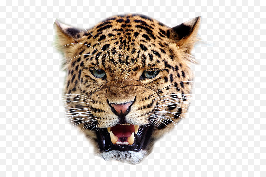 Angry Leopard Transparent Background Free Png Images - Cheetah Face Transparent Background,Nose Transparent Background