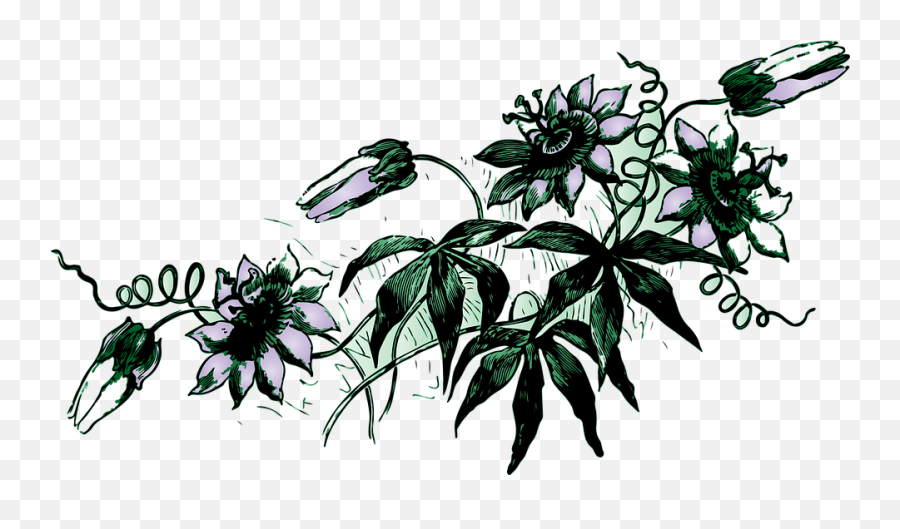 Download Flower Vine Png Image With No Background - Gambar Bunga Yang Merambat,Vine Png