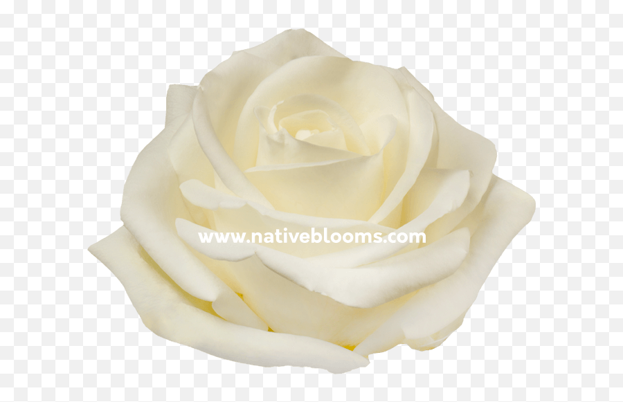 White Roses Archives Wholesale Ecuadorian Native - Floribunda Png,White Roses Png