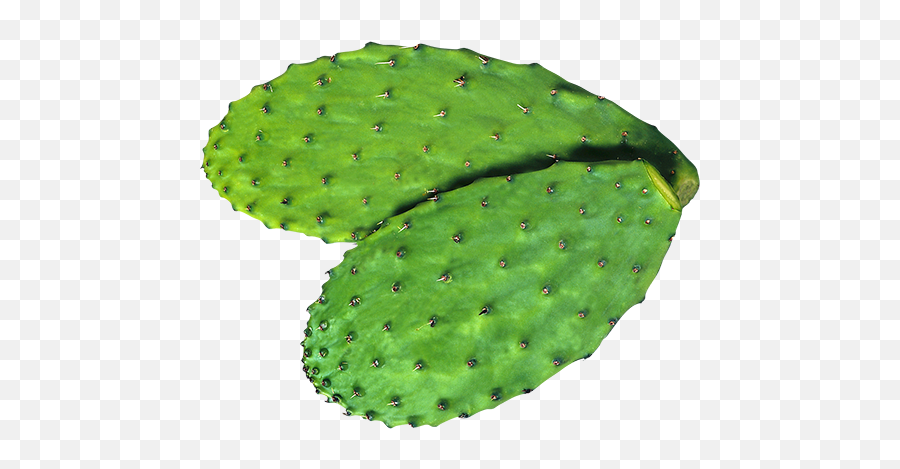 Nopal Png 3 Image - Eastern Prickly Pear,Nopal Png