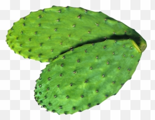 Nopal Png 3 Image - Eastern Prickly Pear,Nopal Png