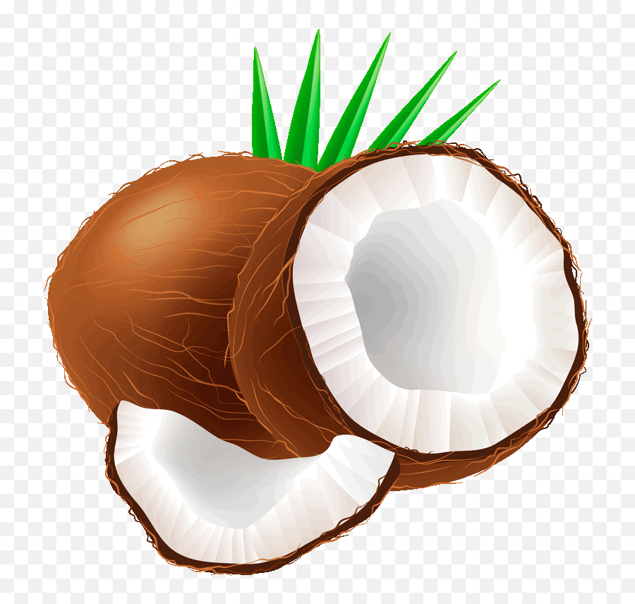 Coconut Clipart - Clip Art Png Coconut,Coconuts Png