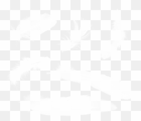 Feather Png Images Free Download