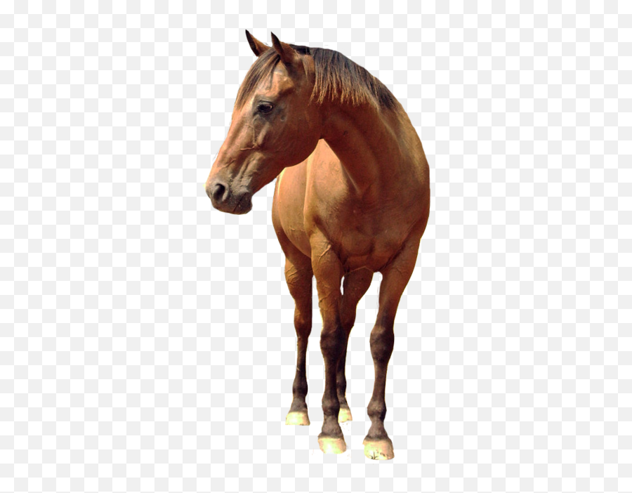 Horse Png Picture - Real Horse Transparent Background,Horses Png