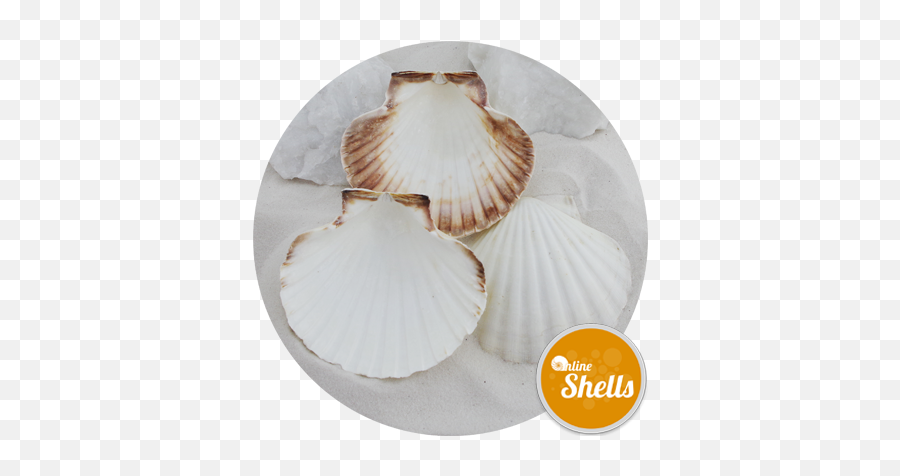 Atlantic Scallop Shells - Large 100 Shell Catering Pack Scallop Png,Seashell Transparent