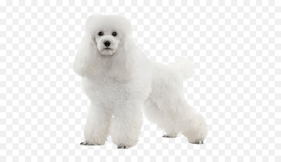 White Poodle Png File - Bolognese,Poodle Png