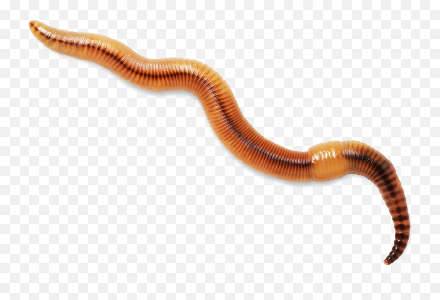 Worms Transparent Background - Worm Transparent Background Png,Worms Png