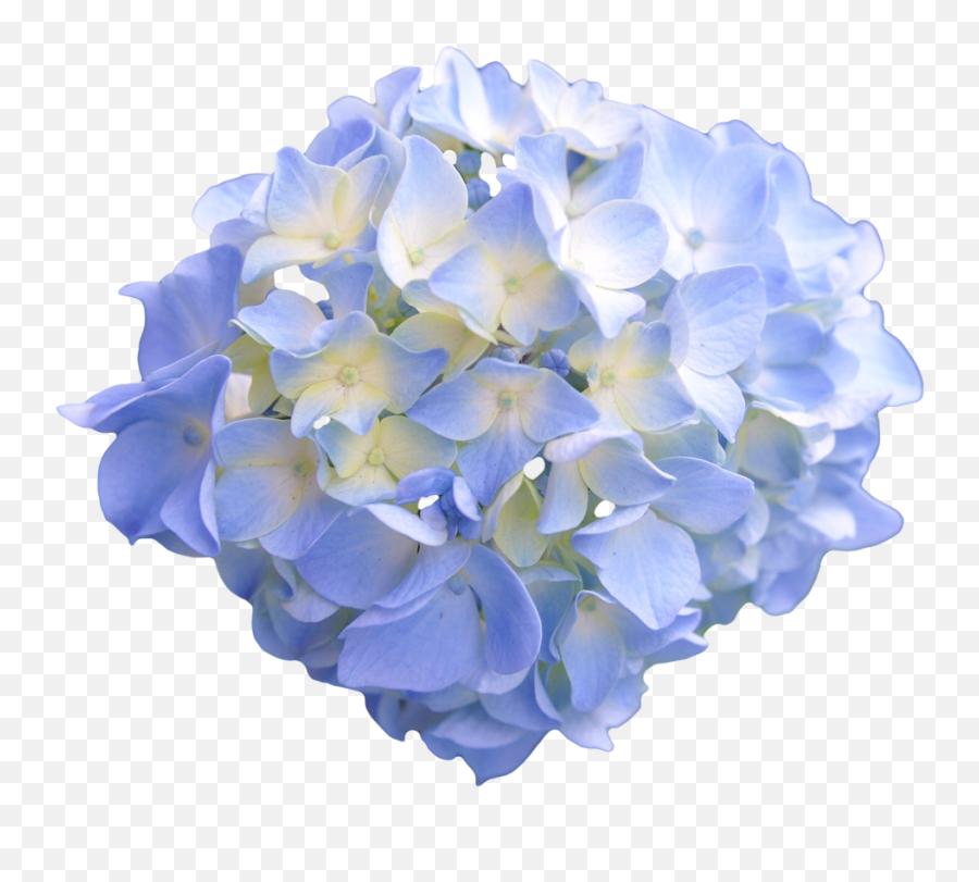 Hydrangea Png Pic - Png Flower Hydrangea,Hydrangea Png