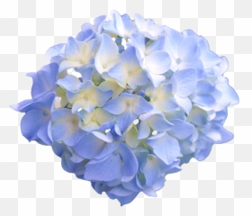 Hydrangea Png Pic - Png Flower Hydrangea,Hydrangea Png
