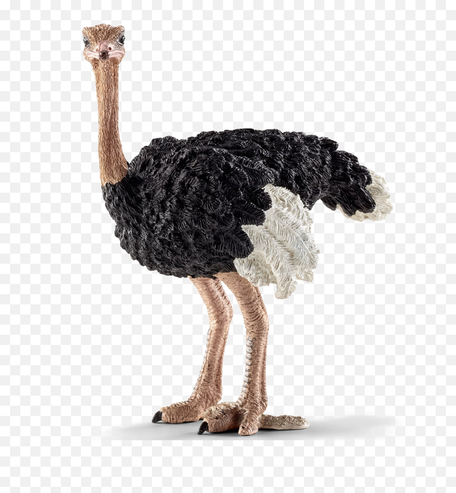 Ostrich Png Images Free Download - Ostrich Transparent Png,Ostrich Png