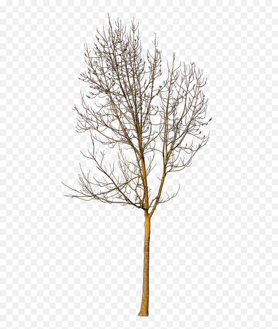 Deciduous Tree Winter Vi - Small Tree In Winter Png,Small Tree Png