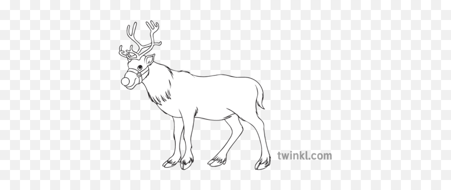 Christmas Reindeer Colouring Black And White Illustration - Spirit Of The Union Logo Png,Christmas Reindeer Png