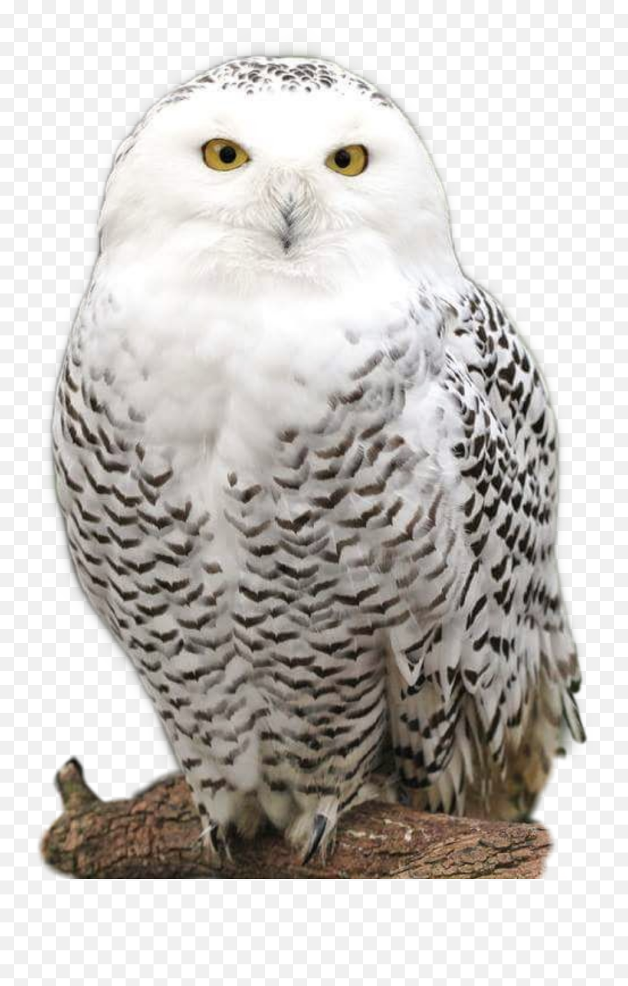 Harrypotter Hedwig Owl Whiteowl Sticker - Snowy Owl Png,Hedwig Png