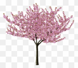 Cherry Blossom Flower Png - Tree