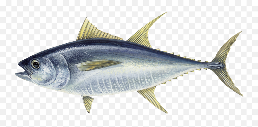Atlantic Salmon Nautic Seafood - Tuna Fish Png,Salmon Transparent Background