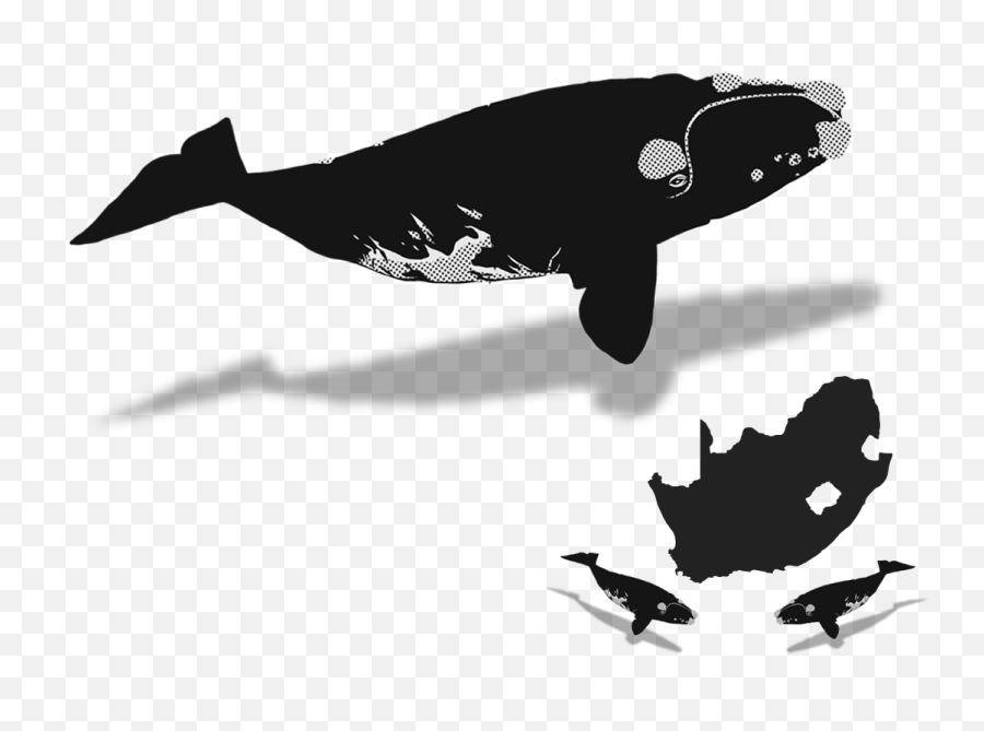 The Whaleplanner October - A Whale Watching Infographic Southern Right Whale Stock Art Png,Dwarf City Map Icon