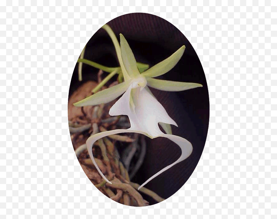 Ghost Orchid - Orchid On Mangrove Wood Png,Orcid Icon