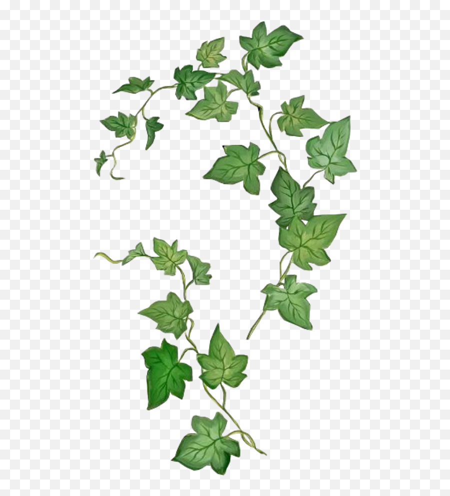 Stamp Ivy Abziehtattoo Common Leafpng - Poison Ivy Plant Tattoo,Ivy Png