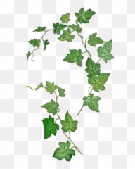 Stamp Ivy Abziehtattoo Common Leafpng - Poison Ivy Plant Tattoo,Ivy Png