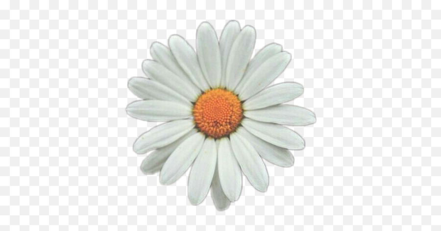 Daisy Png Tumblr Picture - Sunflower White Png,Transparent Daisy