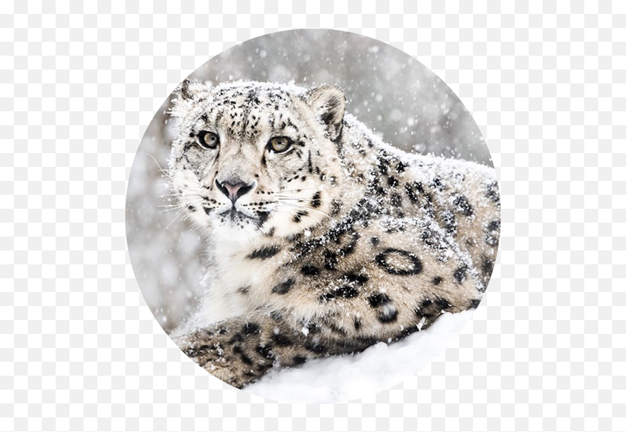 Kazakhstan Spirit Of The Steppe - Snow Globe Snow Leopard Png,Snow Icon For Facebook
