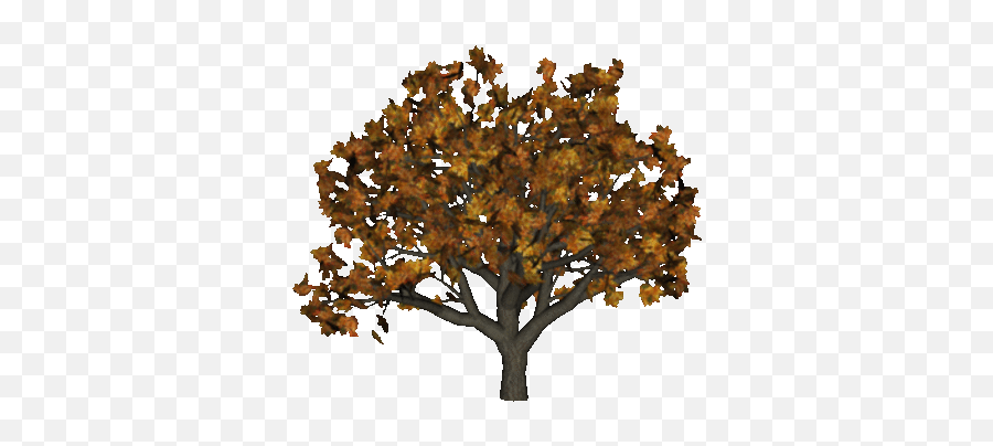 Index Of - Suzanne Woolcott Png,Fall Trees Png