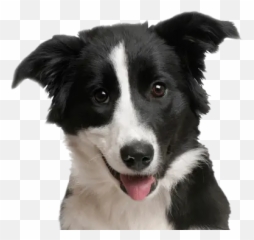 Where To Buy Bil - Jac Dog Food BilJac Perro Blanco Y Negro Png