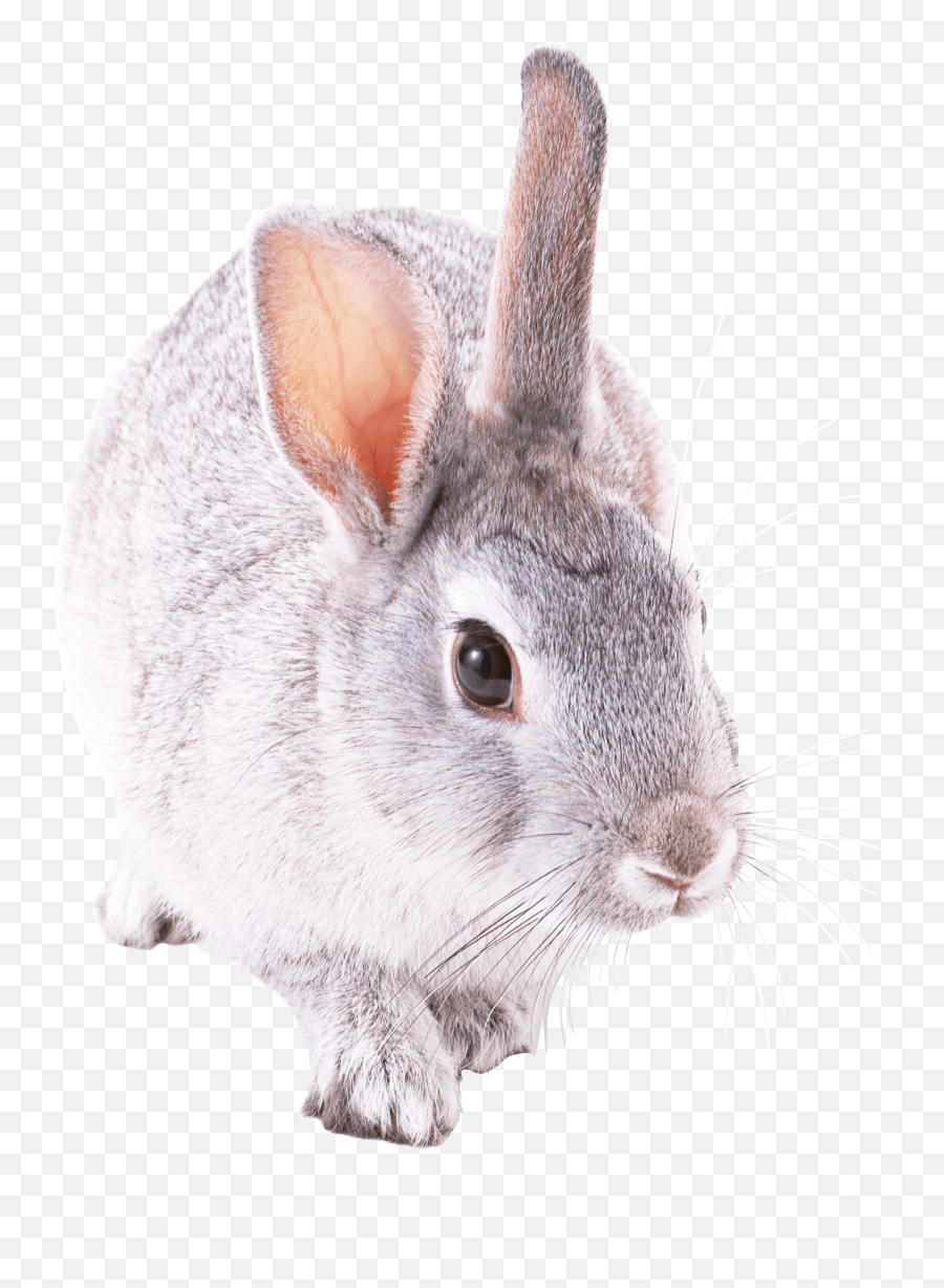 White Rabbit Png Free Images