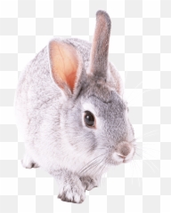 White Rabbit Png Free Images