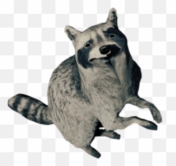 Raccoon - Procyon Png,Raccoon Png