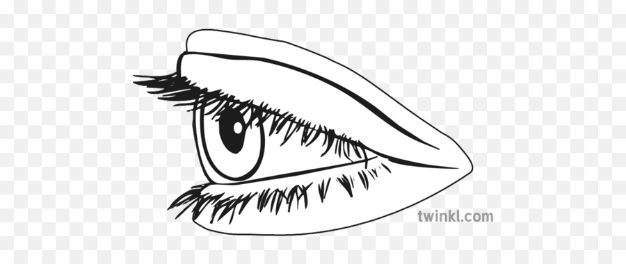 Eye Side View Black And White 1 Illustration - Twinkl Sketch Png,Black Eyes Png