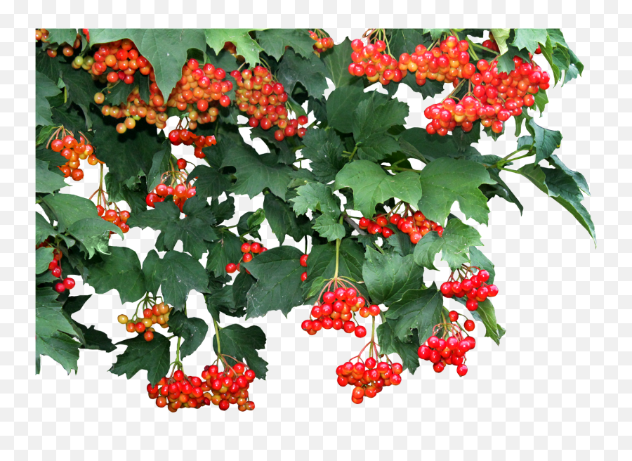 Png Red Viburnum Image Vines Leaf Transparent