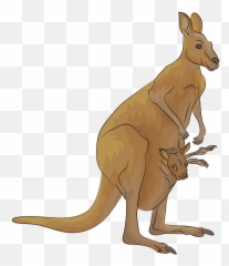 Recent Kangaroo Png Icons And Graphics - Png Repo Free Png Icons ...