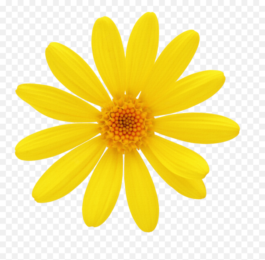 Margarita Flor Dibujo Png - Yellow Chamomile Png,Margarita Png