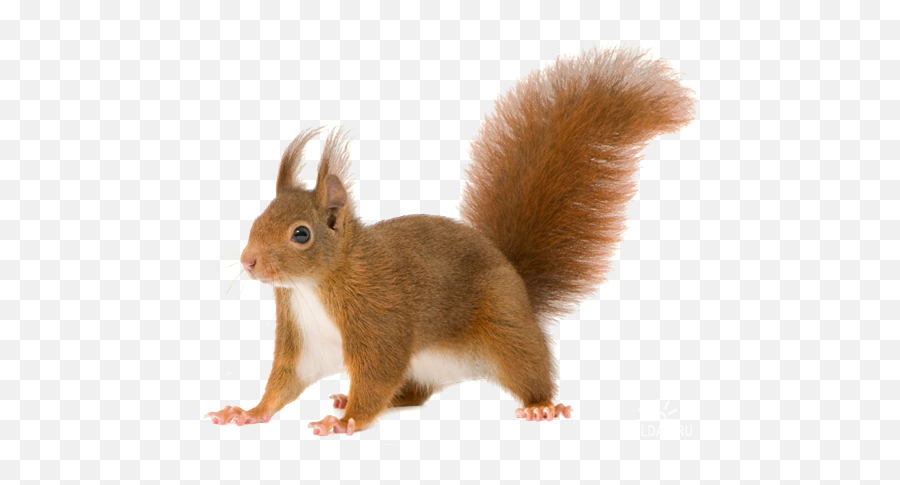 Png Background - Squirrel Transparent Background,Squirrel Transparent