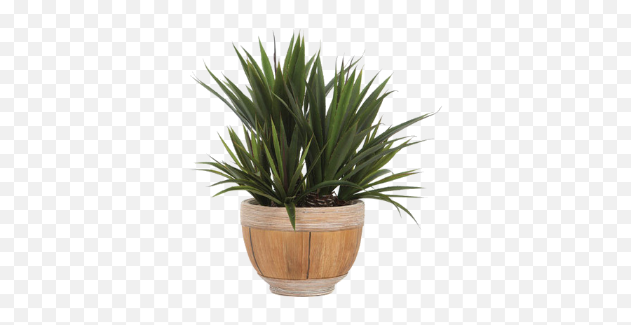 Yucca Plant - Houseplant Png,Yucca Png
