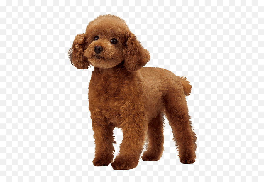 Miniature Poodle - Poodle Png,Poodle Png