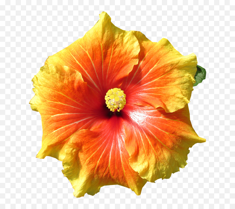 Hibiscus Flower Tropical - Free Photo On Pixabay Hibiscus Png,Hibiscus Flower Png