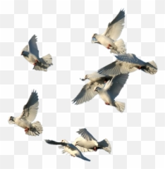 Pin - Oiseaux Png