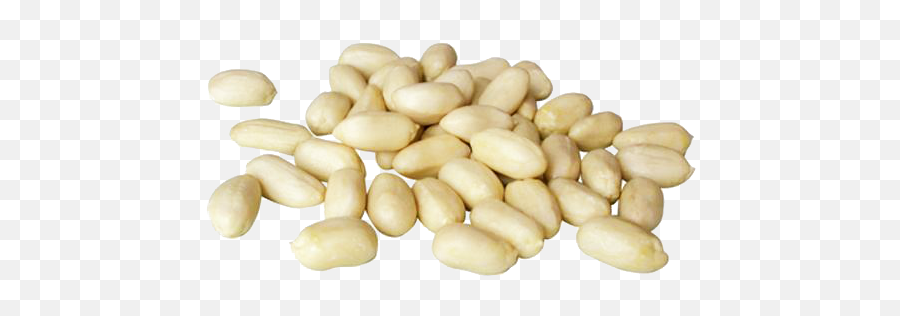 Blanched Peanuts Chinese Factory With Competitive Price - Peanut Png,Peanut Png