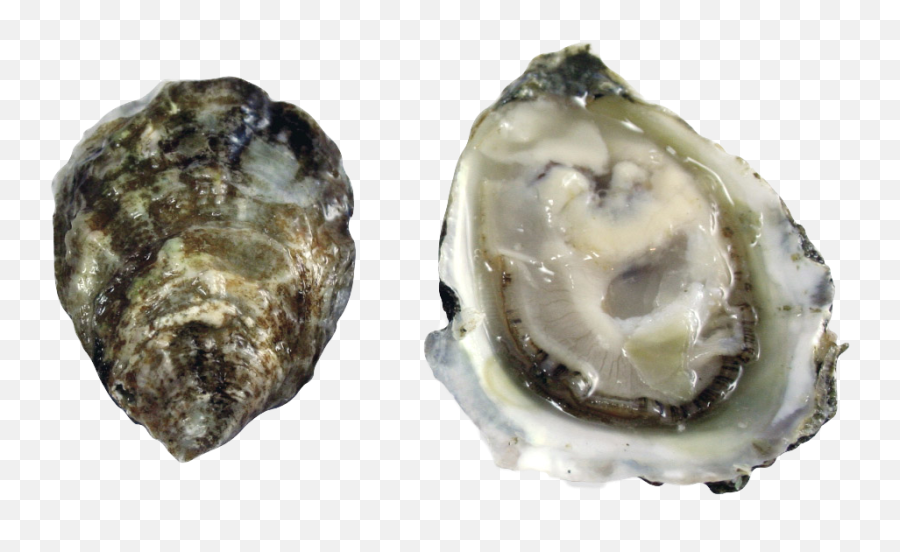 Olympia Oyster Pacific - Olympia Oyster Png,Oysters Png