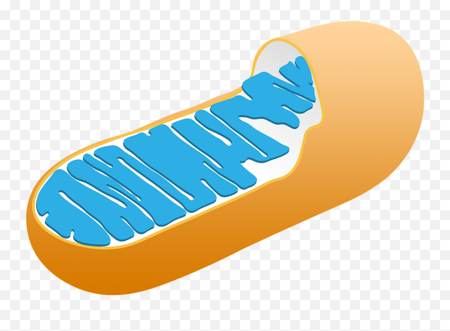 Mitochondria Cell Biology - Mitochondria Transparent Png,Mitochondria Png
