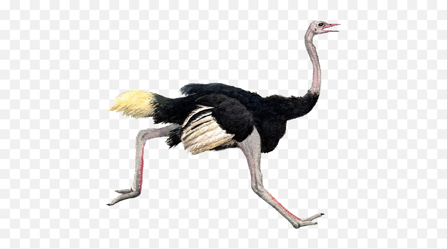 Download Ostrich Png Pic 1