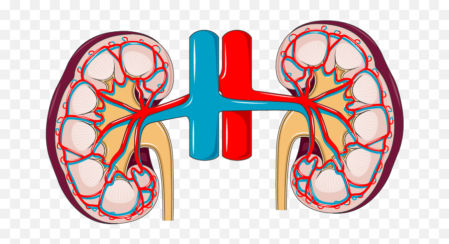 Kidney - Servier Medical Art Humano Sistema Urinario Png,Kidney Png