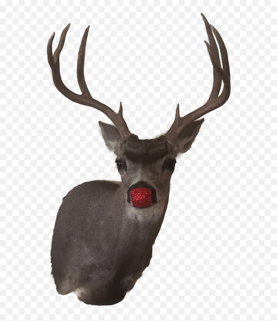 Clip - Caribou Png,Rudolph Nose Png